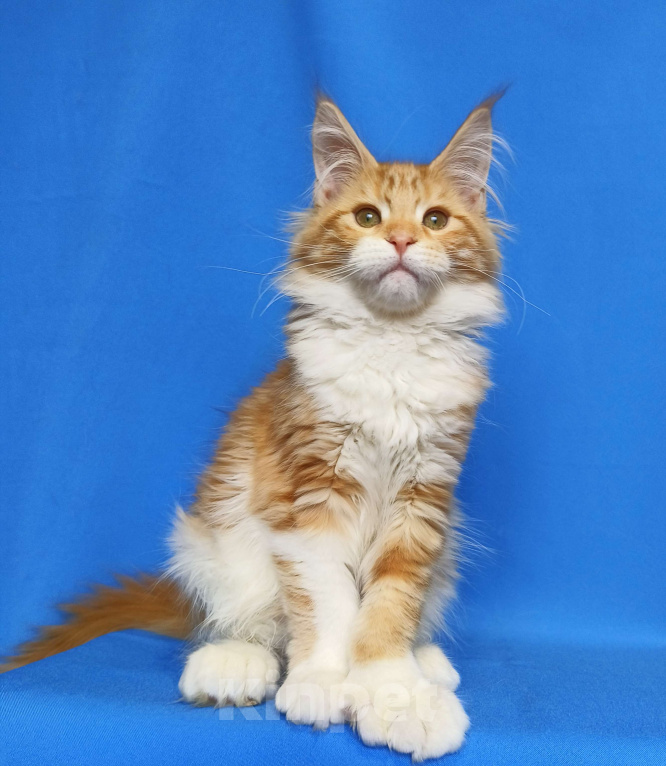 Кошки в Москве: Котенок Мейн-кун полидакт. Девочка  Девочка, 80 000 руб. - фото 1