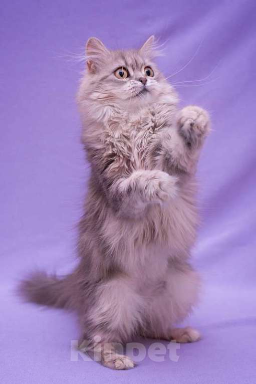 Кошки в Москве: Британская длинношерстная кошка Агата в дар Девочка, 1 руб. - фото 4