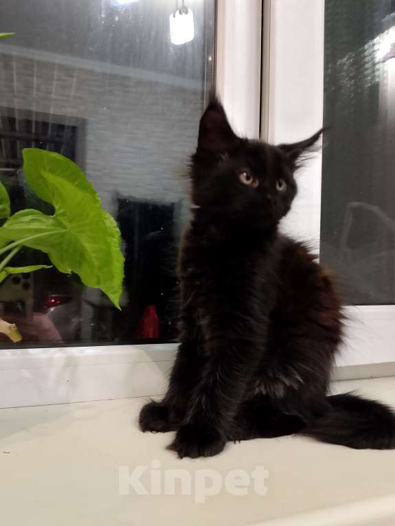 Кошки в Майкопе: Мейн-кун мальчик Мальчик, 35 000 руб. - фото 3