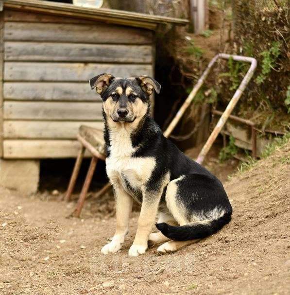 Собаки в Москве: щенок Ника ищет семью Девочка, Бесплатно - фото 6