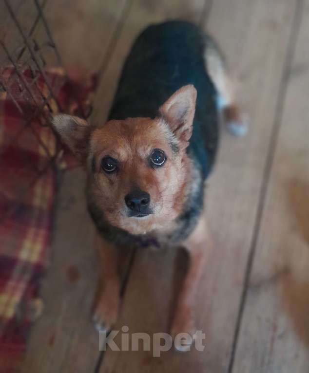 Собаки в Санкт-Петербурге: Собака в добрые руки Девочка, 100 руб. - фото 5