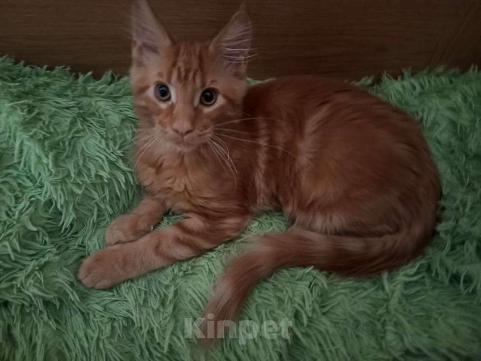 Кошки в Санкт-Петербурге: котенок мейн-кун# Мальчик, 45 000 руб. - фото 10