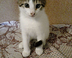 Кошки в Уфе: Очень милые и ласковые котики 2 месяцев Мальчик, Бесплатно - фото 1