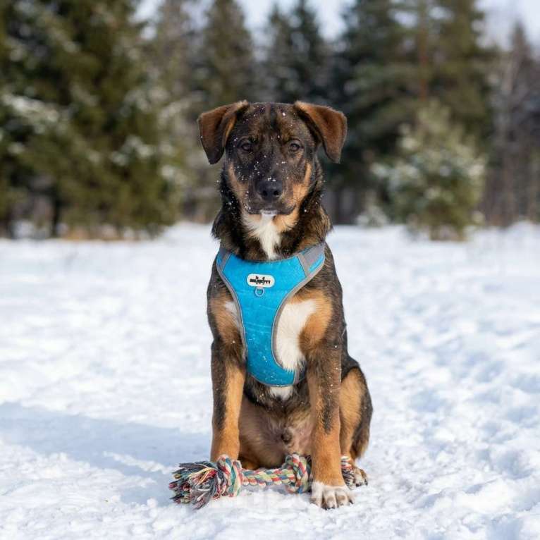 Собаки в Москве: щенок Боб ищет семью Мальчик, Бесплатно - фото 1
