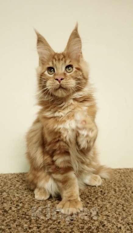 Кошки в Владимире: Мейн-кун , котик Мальчик, 60 000 руб. - фото 2