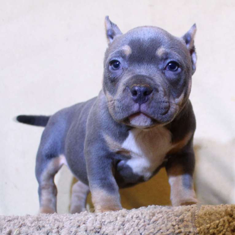 Собаки в Москве: Маленькие булочки Девочка, 90 000 руб. - фото 3