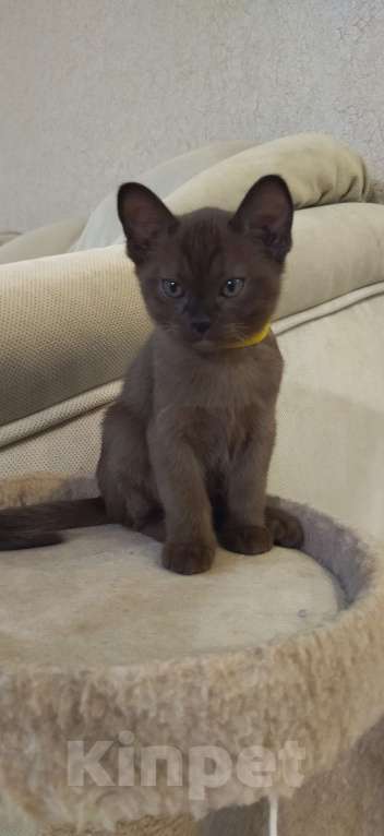 Кошки в Самаре: Котята бурманской породы Мальчик, 35 000 руб. - фото 9