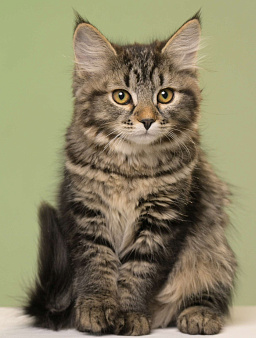 Объявление: Сибирский  котенок из питомника , Бесплатно, Североморск