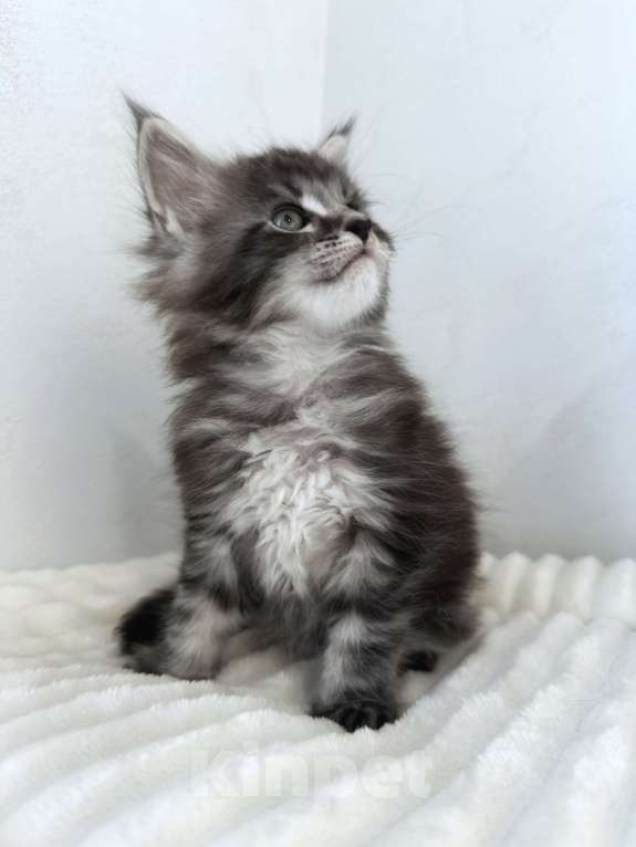 Кошки в Москве: Мейн-кун котенок NS Мальчик, 80 000 руб. - фото 6