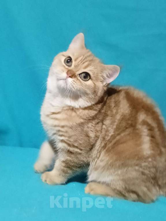 Кошки в Москве: Золотой мраморный котик Мальчик, 6 000 руб. - фото 6