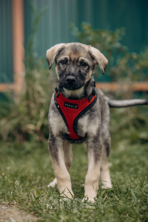 Собаки в Москве: Щенок бесплатно Москва Мальчик, Бесплатно - фото 2