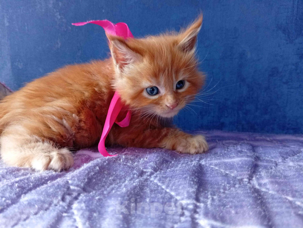 Кошки в Омске: Котята породы мейн-кун Девочка, 10 000 руб. - фото 4