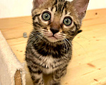 Кошки в Москве: Бенгальский котенок  Девочка, 50 000 руб. - фото 3