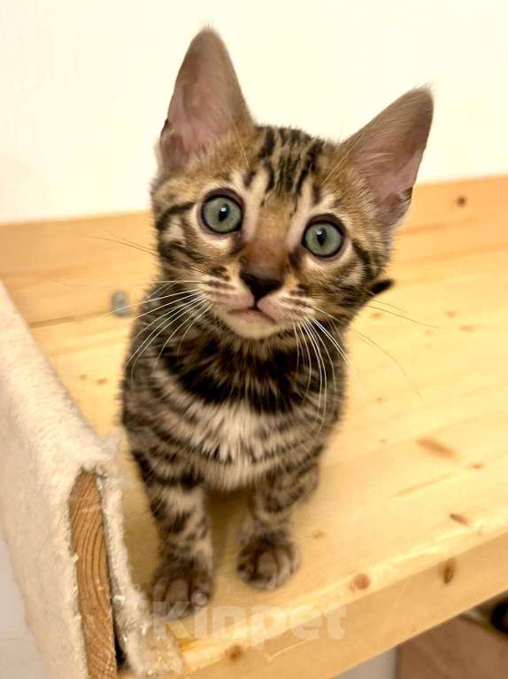 Кошки в Москве: Бенгальский котенок  Девочка, 50 000 руб. - фото 3