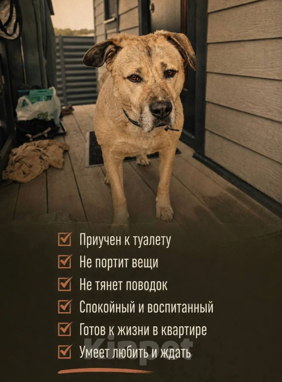 Собаки в Владимире: Метис лабрадора мальчик Мальчик, Бесплатно - фото 4