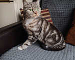 Кошки в Лобне: Кошечка со сложной судьбой в добрые руки  Девочка, Бесплатно - фото 1
