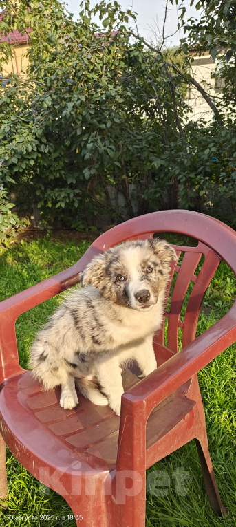 Собаки в Новосибирске: Щенок Бордер Колли  Мальчик, Бесплатно - фото 4