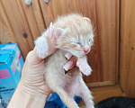 Кошки в Саранске: Котята в добрые руки.  Мальчик, Бесплатно - фото 3