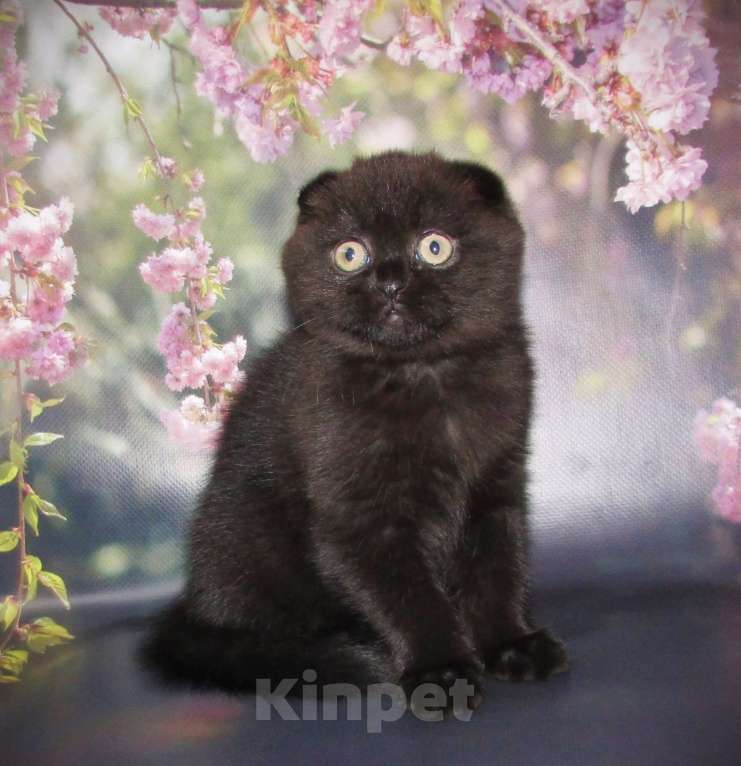 Кошки в Санкт-Петербурге: шотландская кошечка фолд Девочка, 40 000 руб. - фото 2