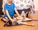 Собаки в Москве: Небольшая собачка, 14 кг в добрые руки Девочка, Бесплатно - фото 2