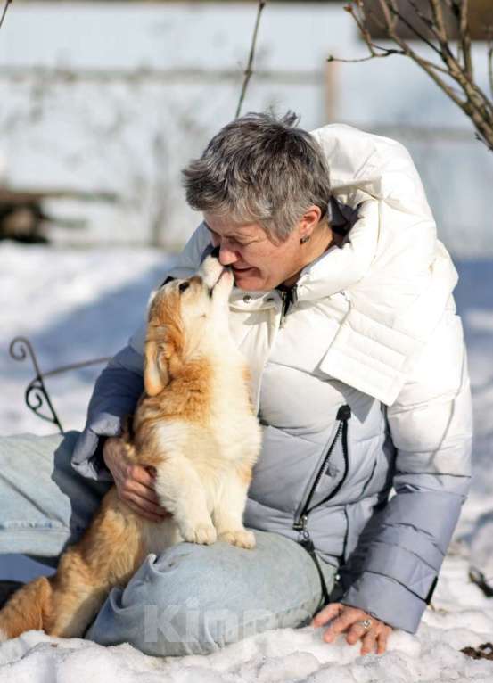 Собаки в Москве: вельш корги пемброк Девочка, 40 000 руб. - фото 4