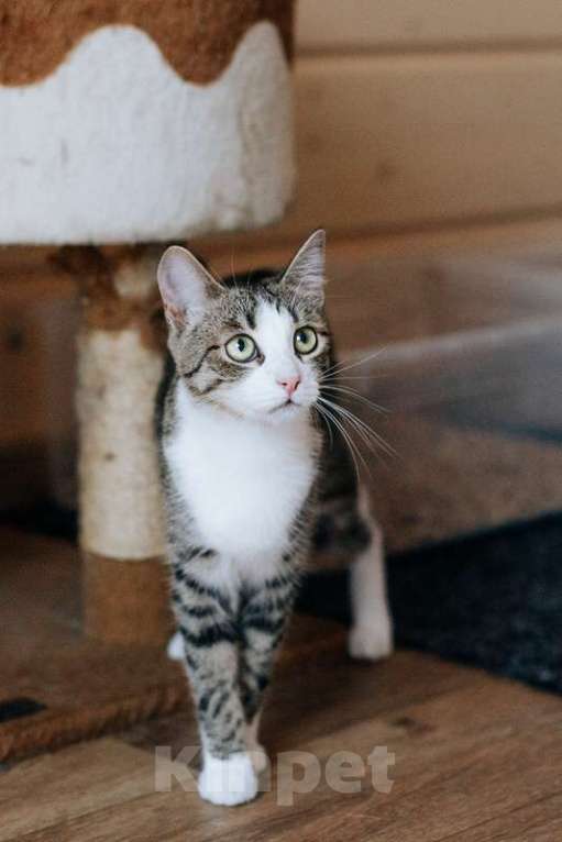 Кошки в Москве: Веселые непоседы Валли и Хлоя ищут семью Девочка, 1 руб. - фото 2