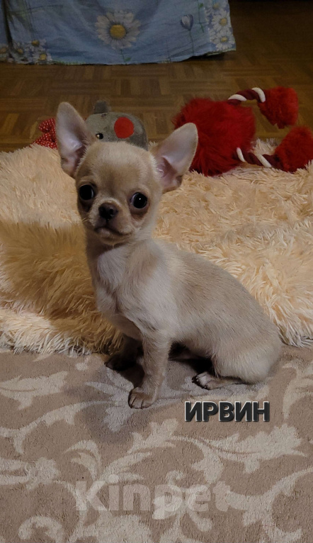 Собаки в Москве: Щенок Чихуахуа лиловый Мальчик, Бесплатно - фото 1