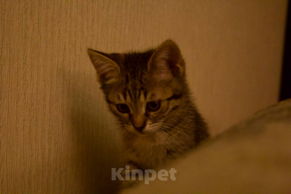 Кошки в Москве: Котенок Нэш ищет дом Мальчик, Бесплатно - фото 3