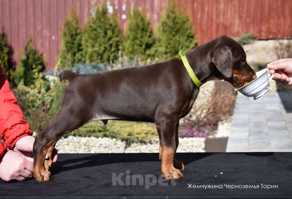 Собаки в Воронеже: Щенки добермана ркф Мальчик, 100 000 руб. - фото 8