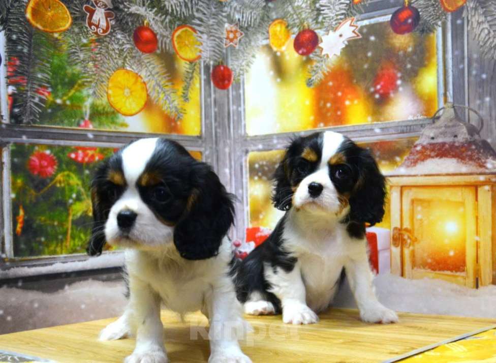 Собаки в Ногинске: Девочки кавалерочки  Девочка, 85 000 руб. - фото 2