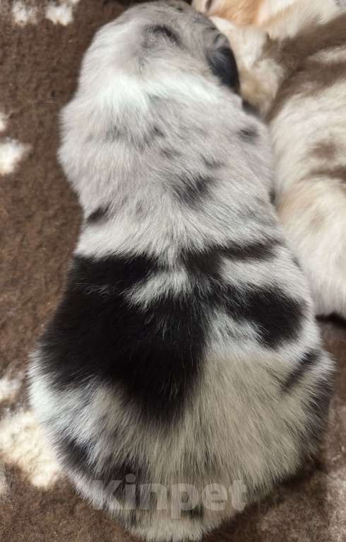 Собаки в Москве: Щенок австралийской овчарки Девочка, Бесплатно - фото 4