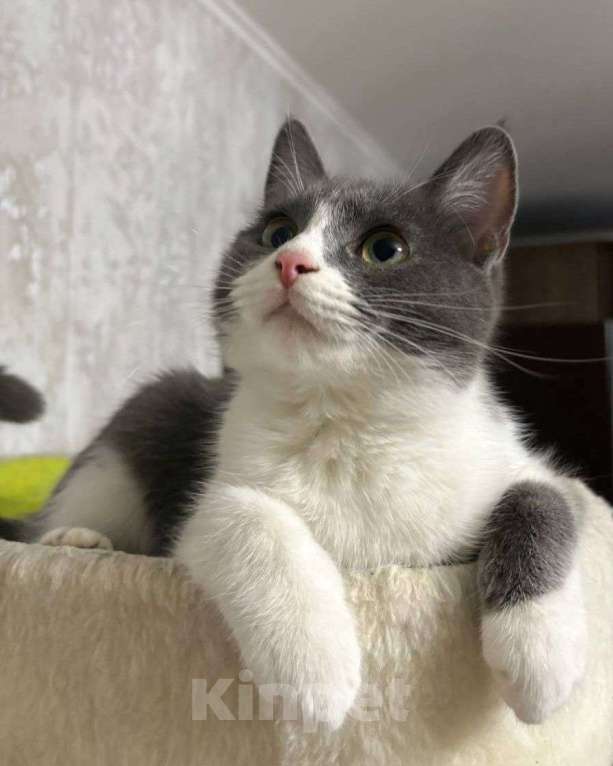 Кошки в Москве: Котенок Жози ищет дом Девочка, Бесплатно - фото 1