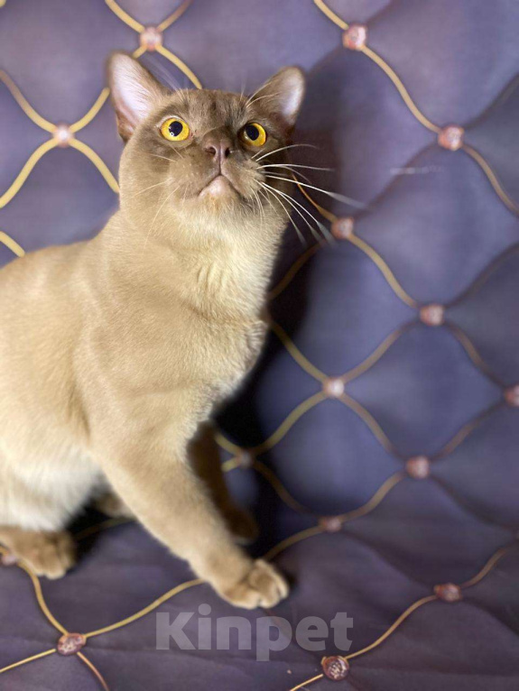 Кошки в Москве: Бурманский Аристократ Мальчик, 49 999 руб. - фото 2