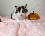 Кошки в Санкт-Петербурге: Котенок Фисташка Девочка, 1 000 руб. - фото 1