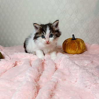 Котенок Фисташка