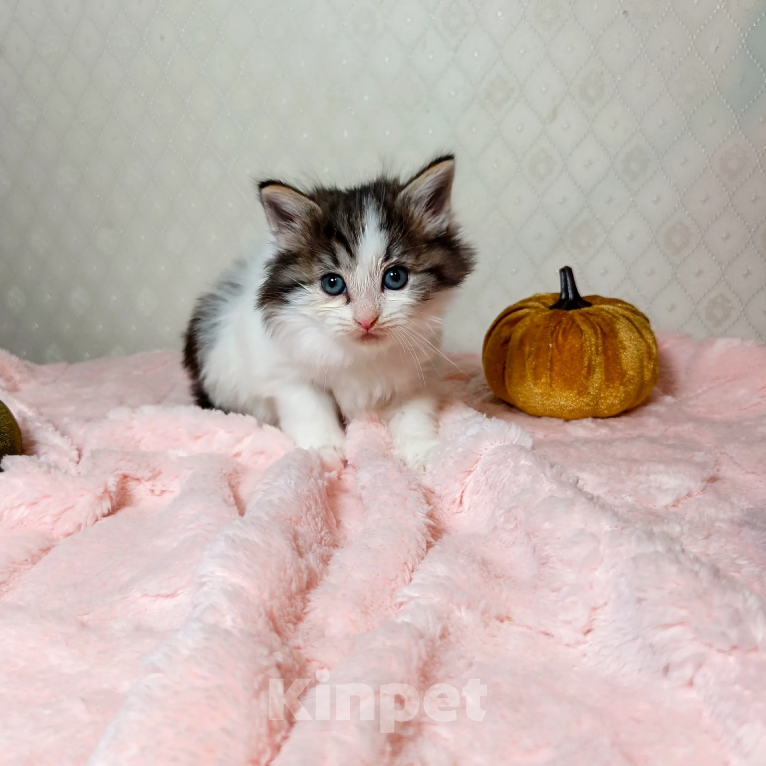 Кошки в Санкт-Петербурге: Котенок Фисташка Девочка, 1 000 руб. - фото 1