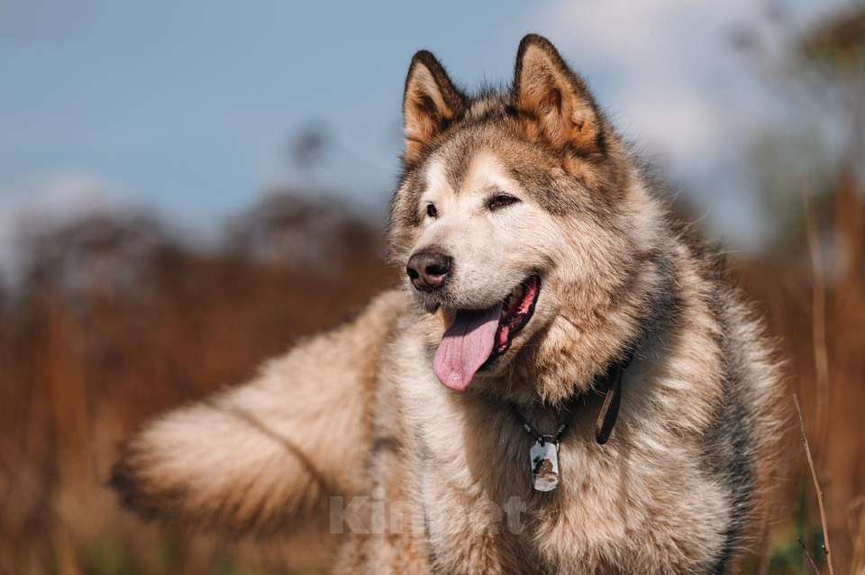 Собаки в Москве: Маламут Аякс ищет дом Мальчик, 1 руб. - фото 3