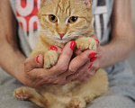 Кошки в Москве: Котенок Сола ищет дом Девочка, Бесплатно - фото 5