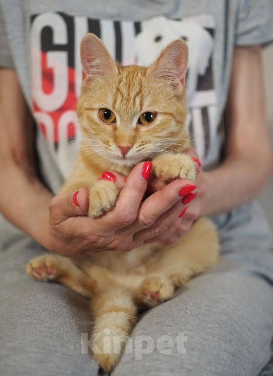 Кошки в Москве: Котенок Сола ищет дом Девочка, Бесплатно - фото 5