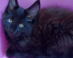 Кошки в Электростали: Котята мейн кун 2.5 мес Мальчик, 45 000 руб. - фото 5