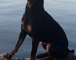 Собаки в Лыткарино: Вязка, 34 руб. - фото 2