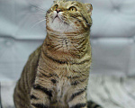 Кошки в Усинске: Кот, Бесплатно - фото 4