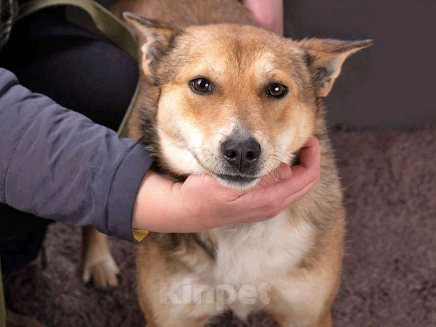 Собаки в Москве: Самая ласковая и добрая собачка Лори ищет дом Девочка, Бесплатно - фото 7