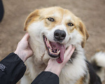 Собаки в Москве: Компанейская Лента ищет хозяина! Девочка, Бесплатно - фото 8