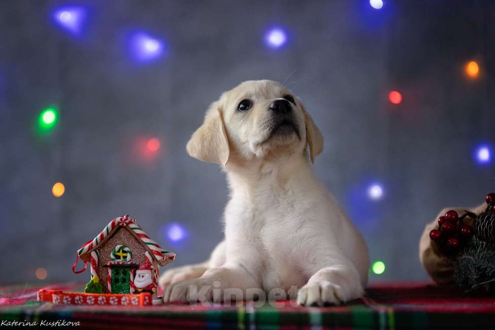 Собаки в Москве: Щенок лабрадора  Девочка, 80 000 руб. - фото 2