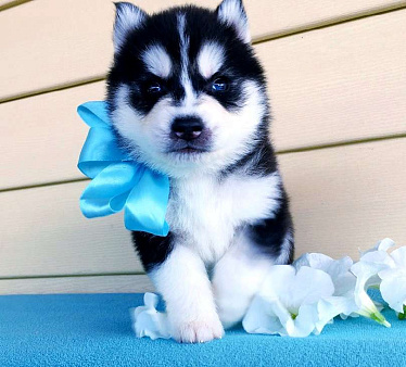 Хаски Щенки Разных окрасов