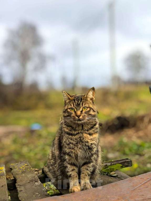 Кошки в Казани: Кошка в добрые руки Девочка, Бесплатно - фото 1