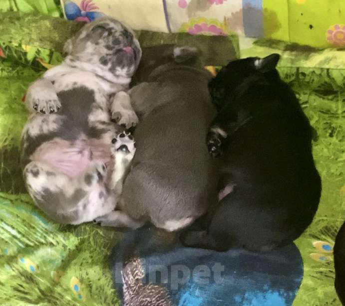 Собаки в Нижнем Новгороде: Щенки французского бульдога Мальчик, 60 000 руб. - фото 2