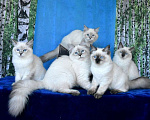 Кошки в Москве: Котята Невские маскарадные Девочка, Бесплатно - фото 4