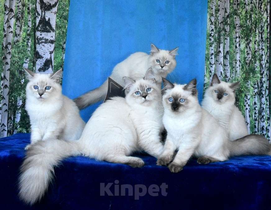 Кошки в Москве: Котята Невские маскарадные Девочка, Бесплатно - фото 4